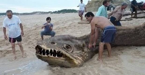 Monstro gigante teria sido encontrado morto em Sergipe! Verdadeiro ou falso? (foto: Reprodução/Facebook)