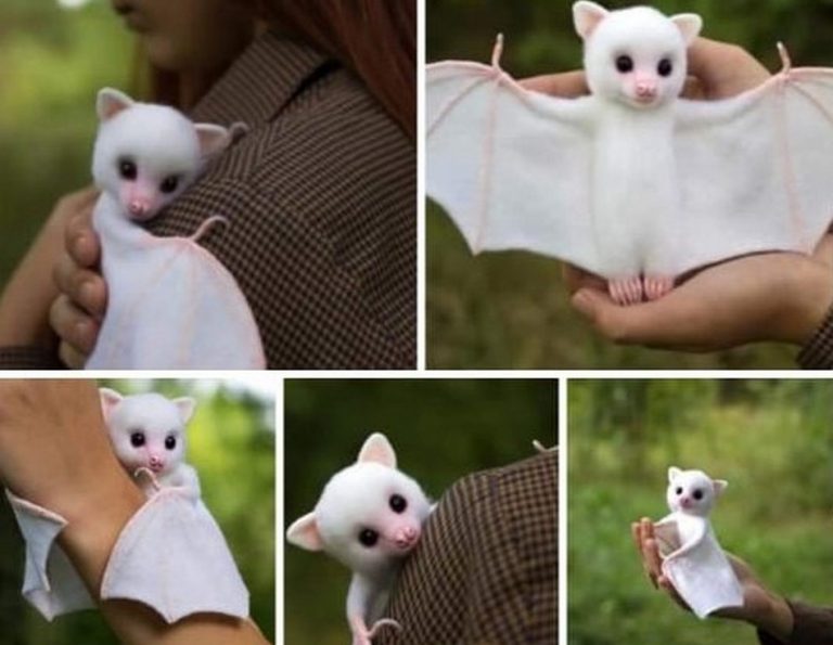 Fotos mostram um bebê morcego albino! Será verdade?