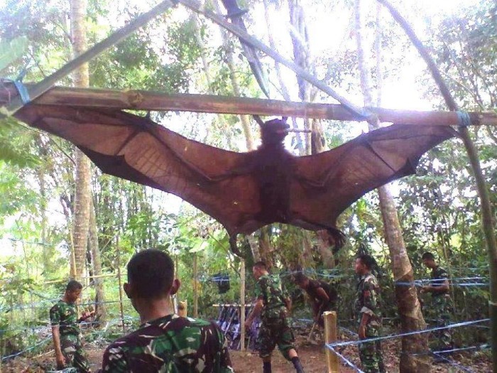 Morcego gigante capturado pelo exército peruano! Verdadeiro ou farsa?