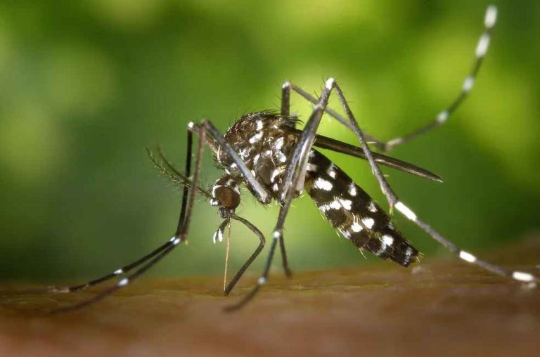 A borra de café mata o mosquito da dengue?