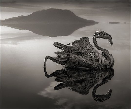 Lago na Tanzânia transforma animais em pedra! Será?