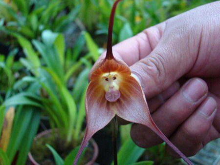 Orquídea rara com cara de macaco?