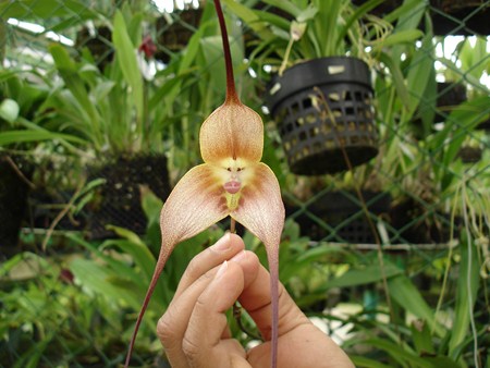 Orquídea-Macaco encontrada na web! Verdadeiro ou falso?