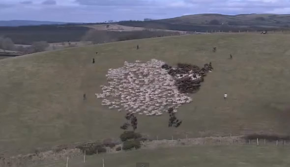 Vídeo que mostra imagens feitas com várias ovelhas é real?