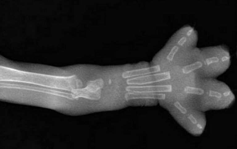 Exame de raio-X mostra a patinha fofinha de um gato! Será verdade?
