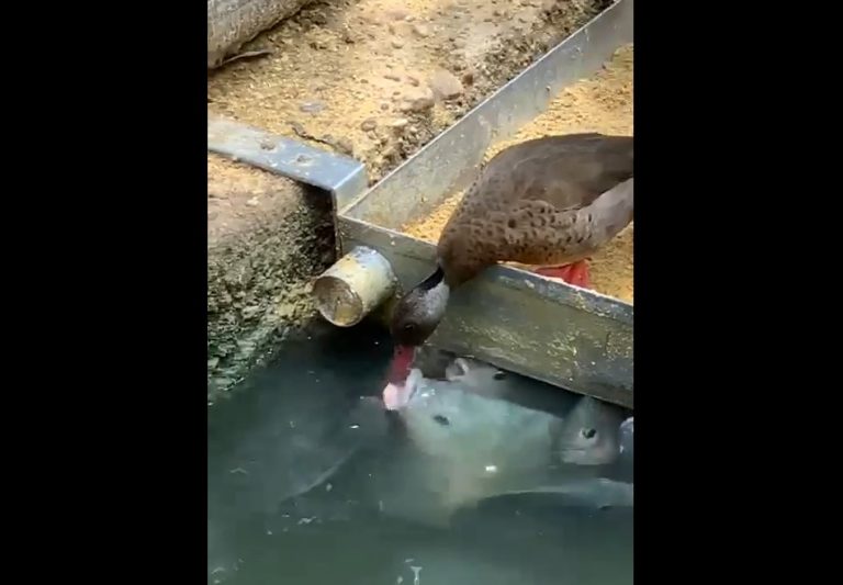 Vídeo mostra um pato solidário alimentando peixes ao seu redor?