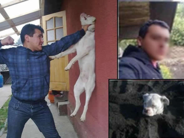 Rapaz aparece em foto nas redes sociais enforcando um cachorro!