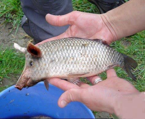 Peixe com focinho de porco capturado no Rio Grande do Norte! Farsa?