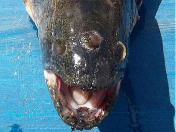 Peixe com 3 olhos encontrado na Argentina! Será verdade?