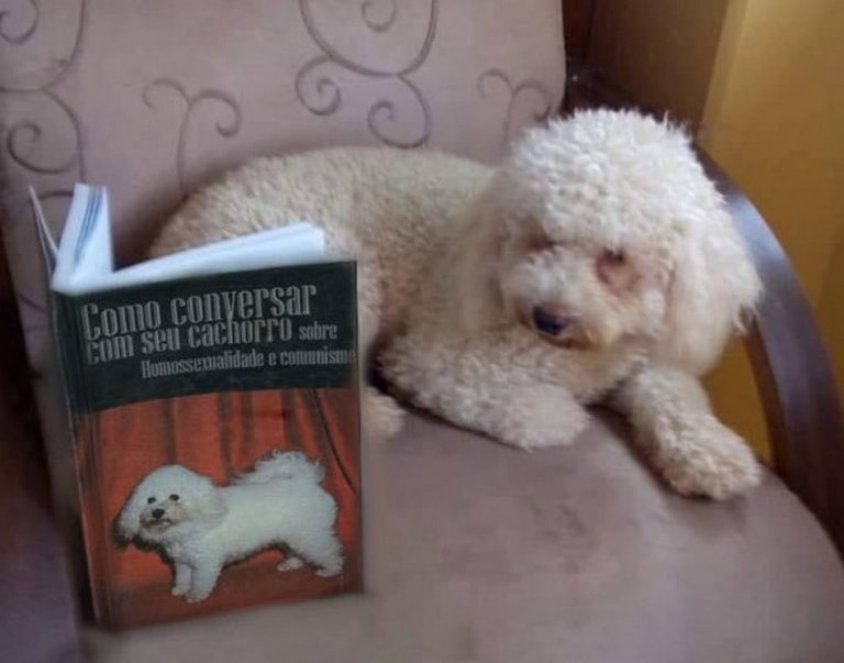 Livro ensina como conversar sobre homossexualidade e comunismo com cachorros?