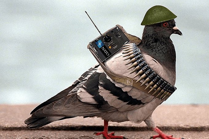 É verdade que a Ucrânia está inoculando vírus em aves teleguiadas por chip para espalhar doenças?