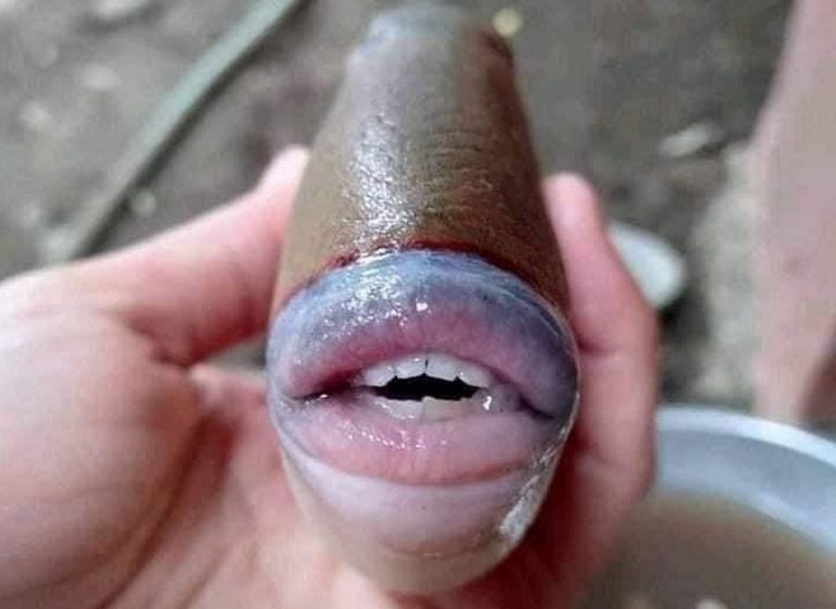 Peixe com “lábios e dentes humanos” foi encontrado na Malásia! Será verdade?