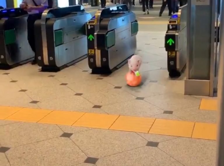 Vídeo de porquinho equilibrista numa estação do metrô é verdadeiro ou falso?