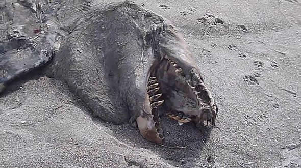 Estranho animal encontrado em uma praia da Nova Zelândia! (foto: Reprodução/YouTube)