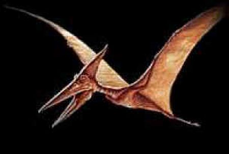 PTERODÁCTILO ENCONTRADO VIVO NA AFRICA (KONGAMATO O RÉPTIL VOADOR