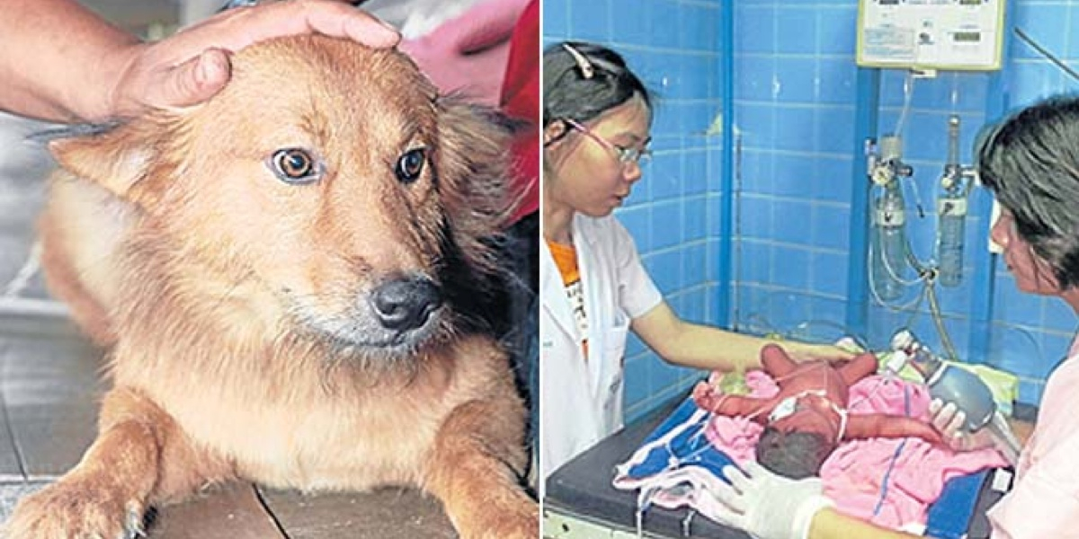 O pequeno vira-latas Pui salvou um recém-nascidona Tailândia! Boa, Pui! (foto: Divulgação)