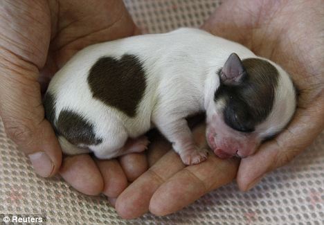 Lovekun - irmão mais novo do cachorro com pinta em forma de coração!