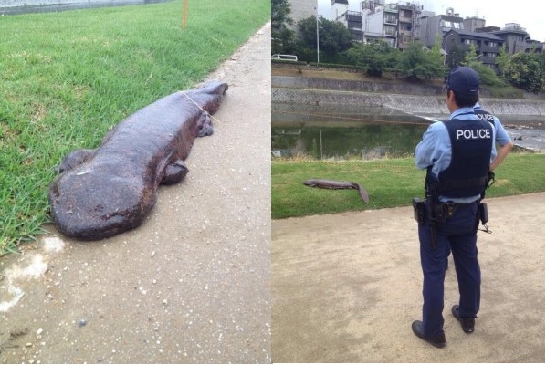 Salamandra gigante encontrada no Japão! Verdadeiro ou falso? (foto: reprodução/Facebook)