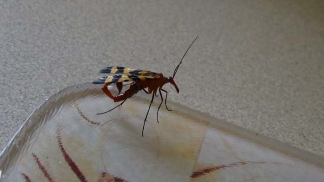 Americano teria encontrado esse escorpião voador em sua casa! Será verdade? (foto: Reprodução/Facebook)