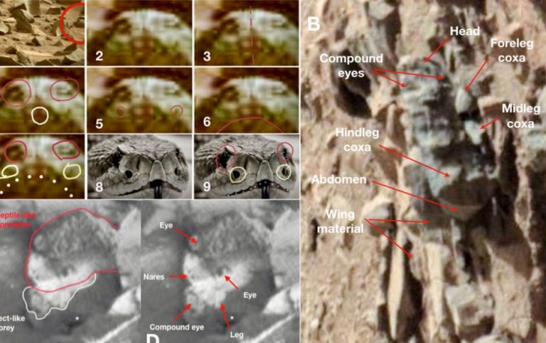 Será verdade que insetos e répteis vivos ou fossilizados foram descobertos em Marte?