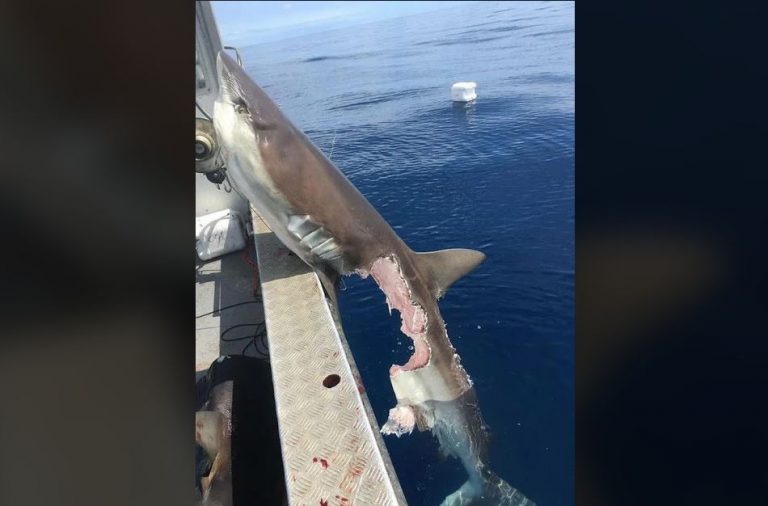 Foto de um tubarão dilacerado é verdadeira ou falsa?