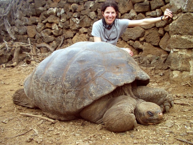 Tartaruga Gigante de Galápagos! (foto: Reprodução)