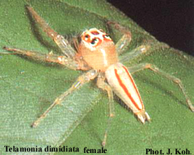 Telamonia Dimidiata - a aranha que ataca nos vasos sanitários! Será?