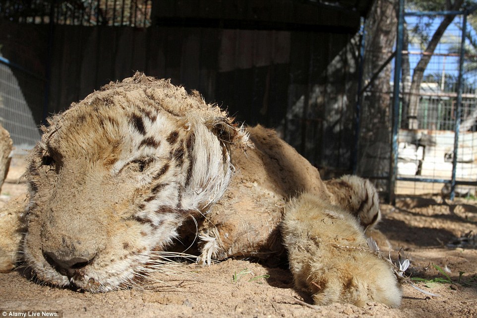 Tigre morto por inanição! (foto: Reprodução)