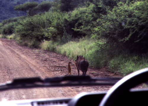 Hakuna Matata! Conheça a dupla Timão e Pumba da vida real!