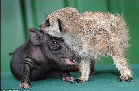 Timão e Pumba da vida real - foto real dos filhotes