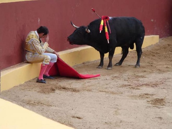 O touro que teve piedade do toureiro! Verdadeiro ou farsa?