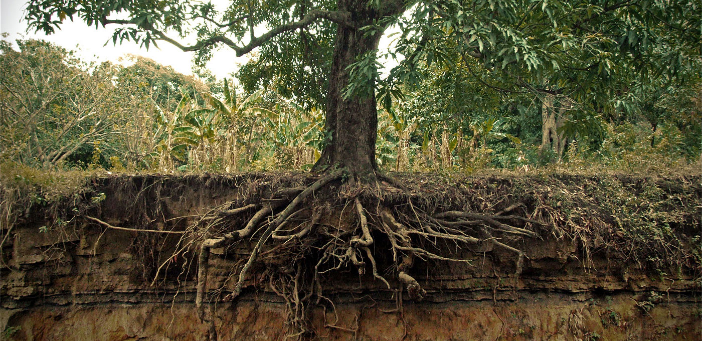 tree-roots-frontpage