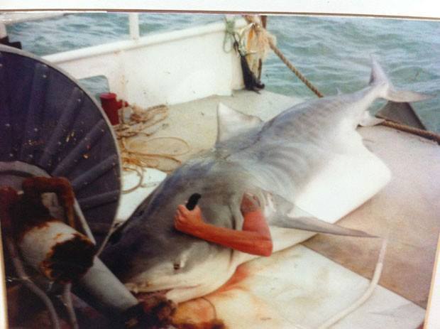 Homem esfaqueia a cabeça do tubarão que havia o engolido! Verdade ou farsa? (foto: Reprodução/Facebook)