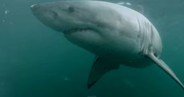 Homem mergulha com câmera Gopro e encara tubarão branco!