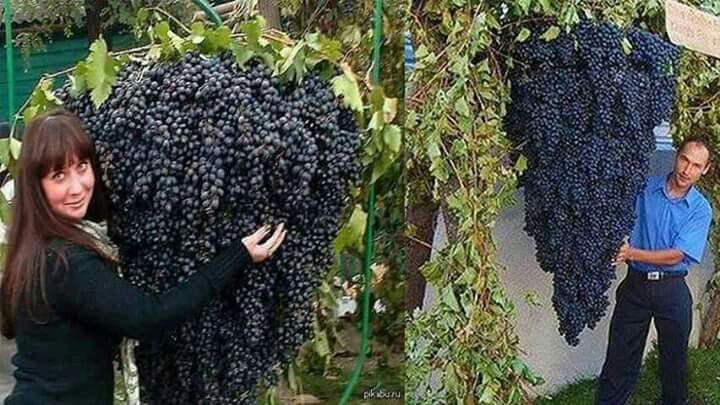 Cachos gigantes de uvas em Israel! Mais uma prova que a Bíblia é verdadeira?