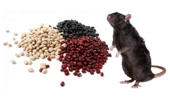 Será que o feijão cru é um veneno natural para os ratos?