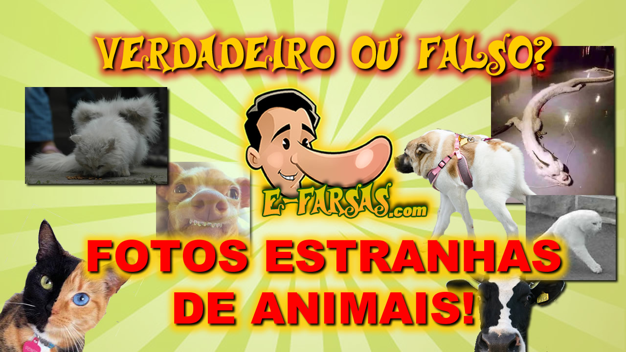 Verdadeiro ou falso? 10 animais mais estranhos que você já viu!