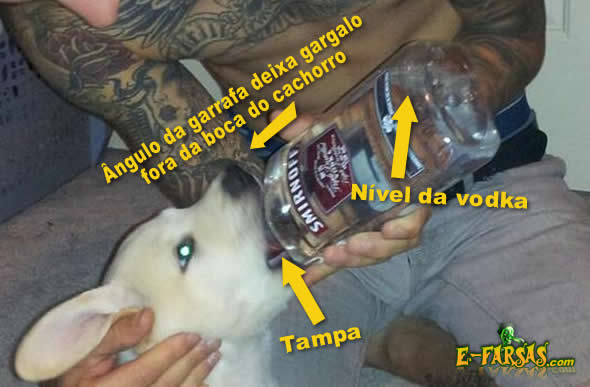 vodka_cachorro_analise