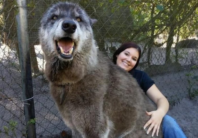 Cão-lobo de 175 kg? Conheça a verdade sobre o animal que conquistou as redes sociais!