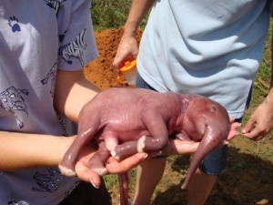 O menor elefante do mundo pede a sua ajuda! Será verdade!