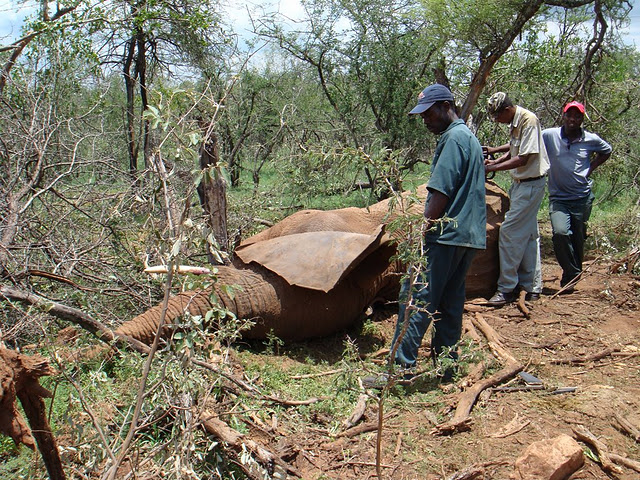 Mamãe elefante morta na África do sul - Imagem retirada do Facebook