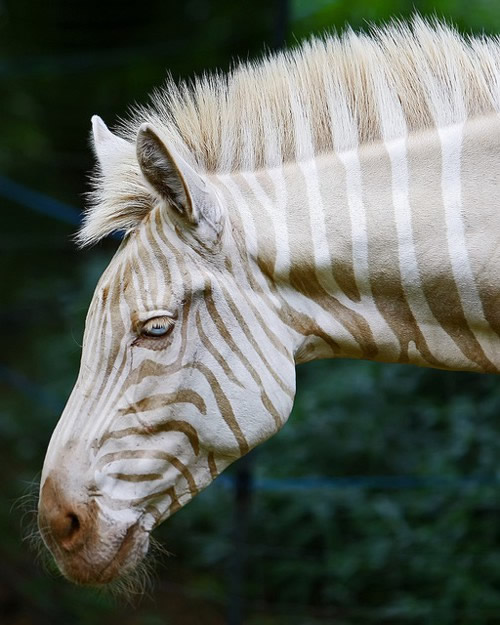 A zebra Zoe (foto: Bill Adams)