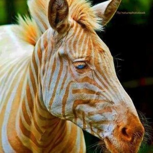 Zebra dourada aparece na web! Verdade ou mentira? (foto: Reprodução/Internet)