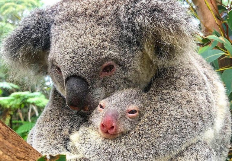 Uma mamãe coala abraçada ao filhote foi resgatada em meio aos incêndios na Austrália?