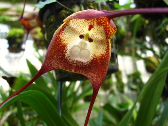 Orquídea rara com cara de macaco?